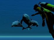 Diving with Dolphins